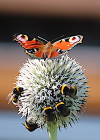 Ein bunter Schmetterling und mehrere Bienen sitzen auf einer kugelförmigen hellen Blüte.