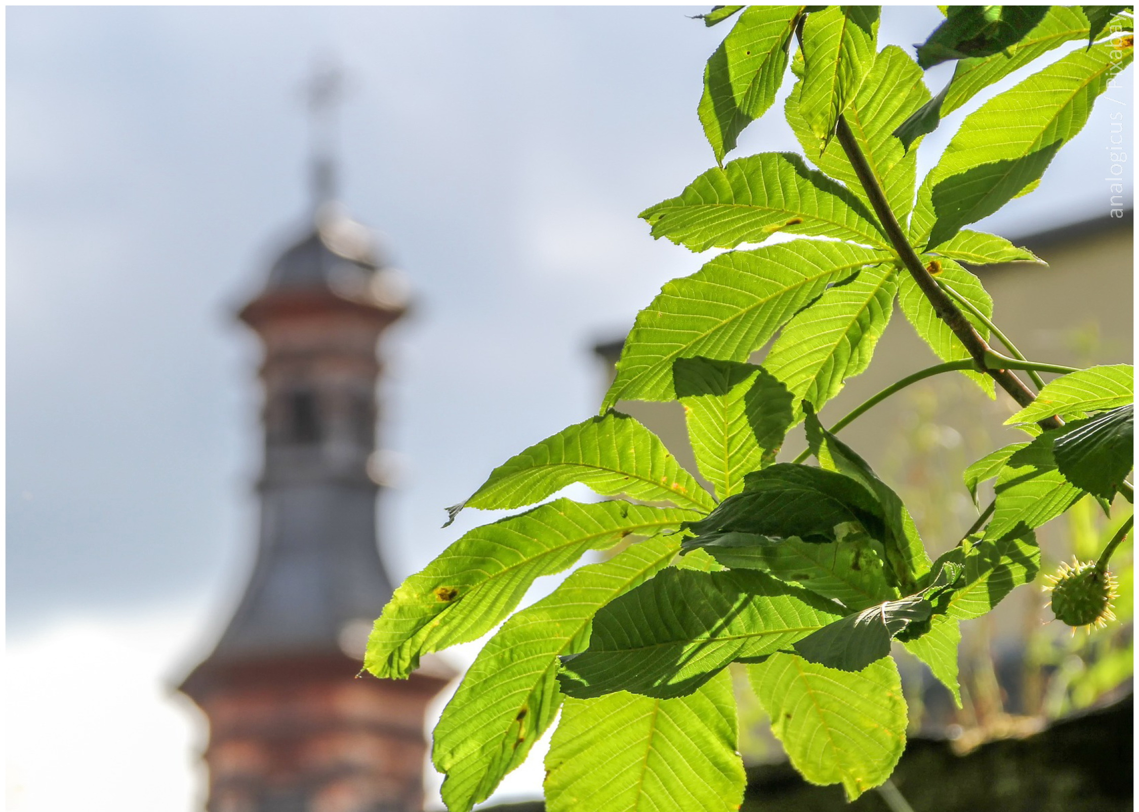 Im Vordergrund sind die Blätter eines Baumes zu sehen, im Hintergrund ein Kirchturm. Darunter steht "Klimaschutz rund um den Kirchturm. Online-Fortbildung für Engagierte".