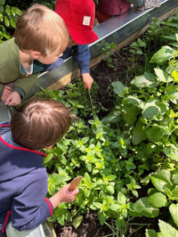 Kinder erkundeten verschiedene Kräuter in einem Hochbeet im öffentlichen Raum mit all ihren Sinnen.