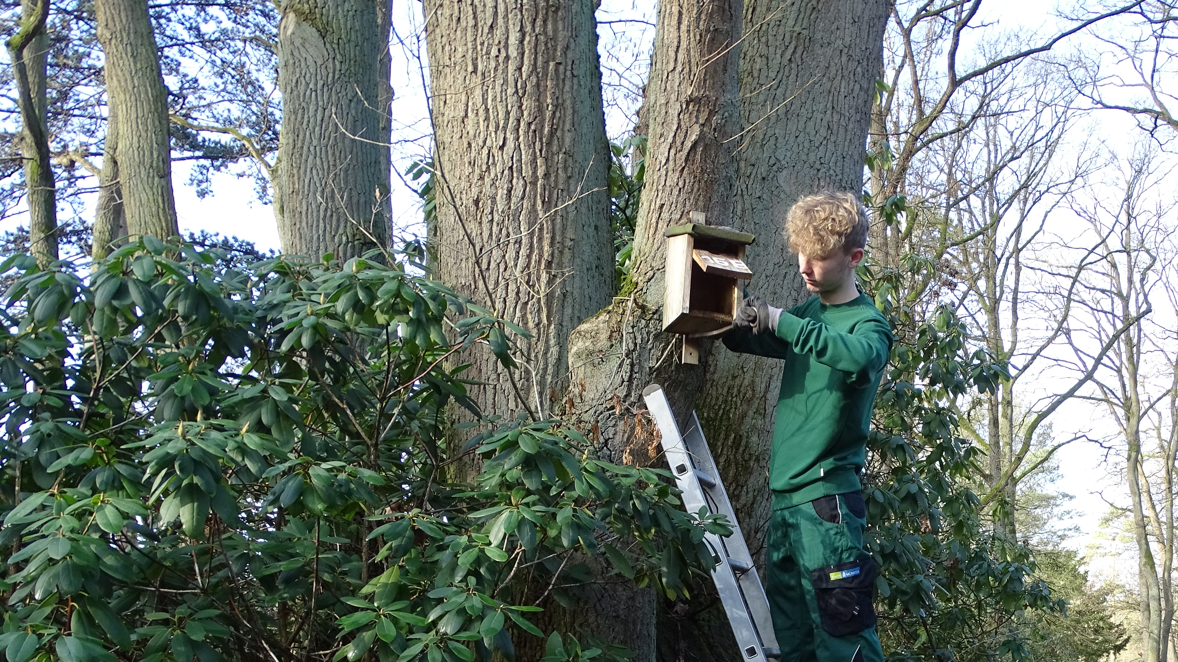 Junger Mann auf einer Leiter bringt ein Vogelhaus an einem Baum an