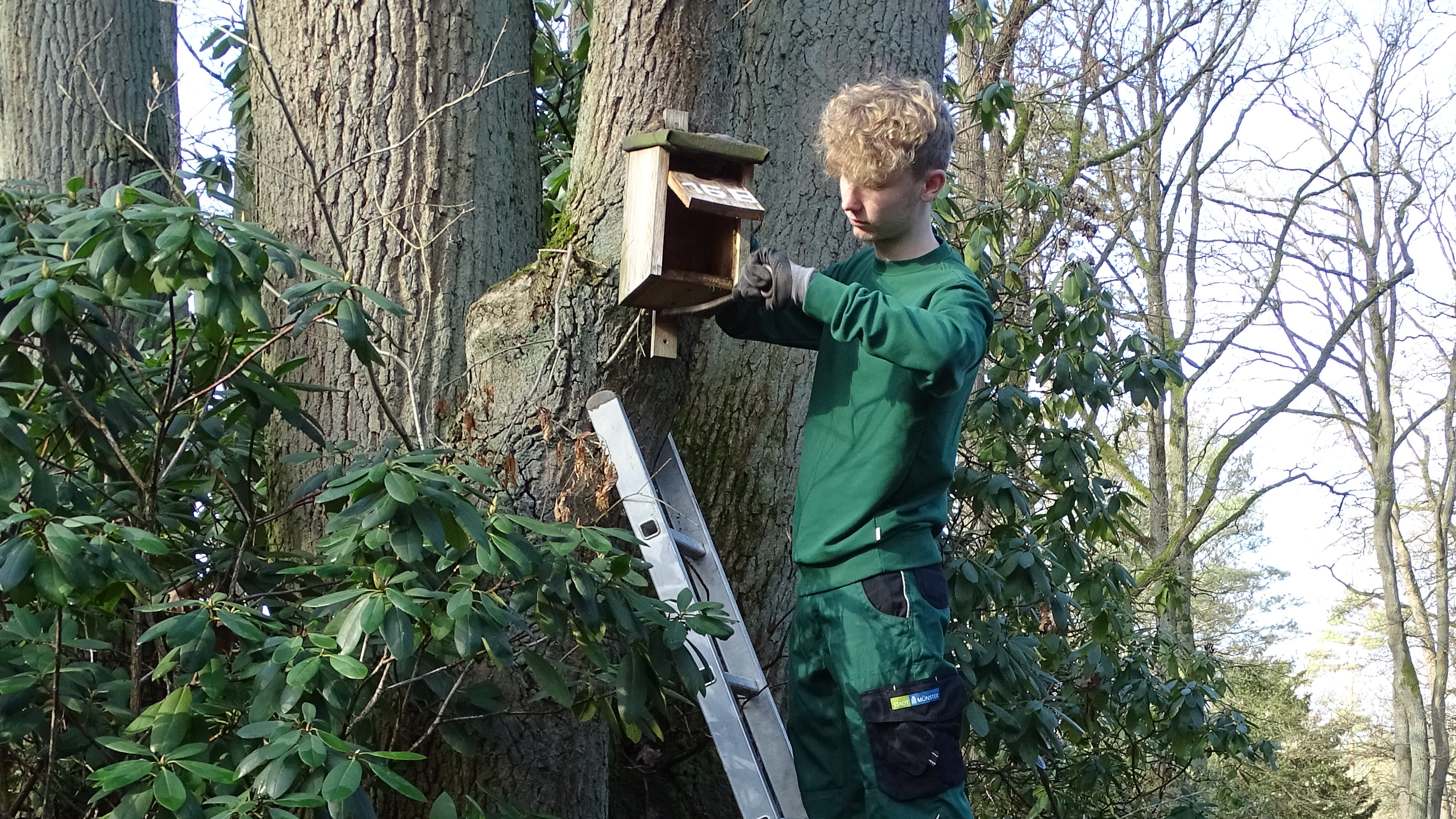 Junger Mann auf einer Leiter bringt ein Vogelhaus an einem Baum an