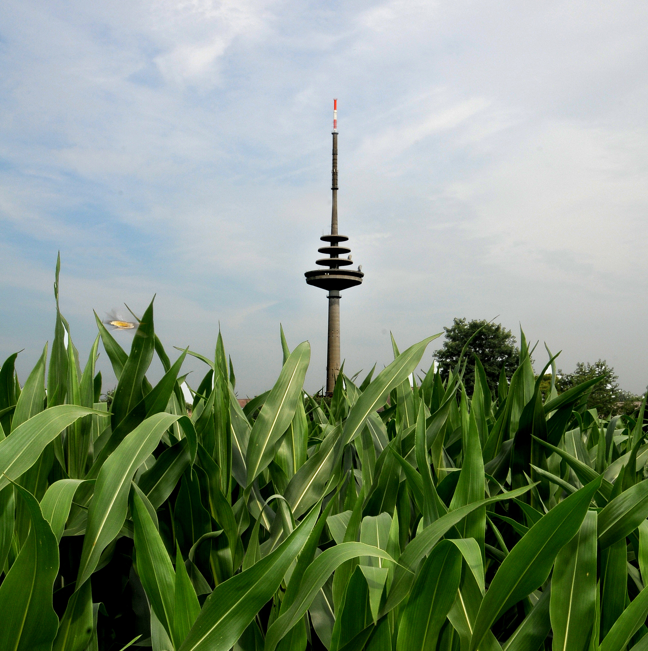 Im Vordergrund ein Maisfeld, im Hintergrund der Funkturm