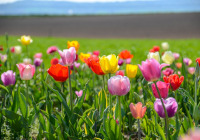 Eine Wiese mit vielen Tulpen