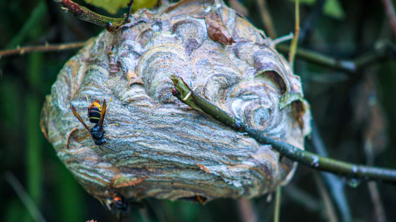 Primärnest einer asiatischen Hornisse, das in einer Hecke hängt. Eine asiatische Hornisse sitzt auf dem Nest.