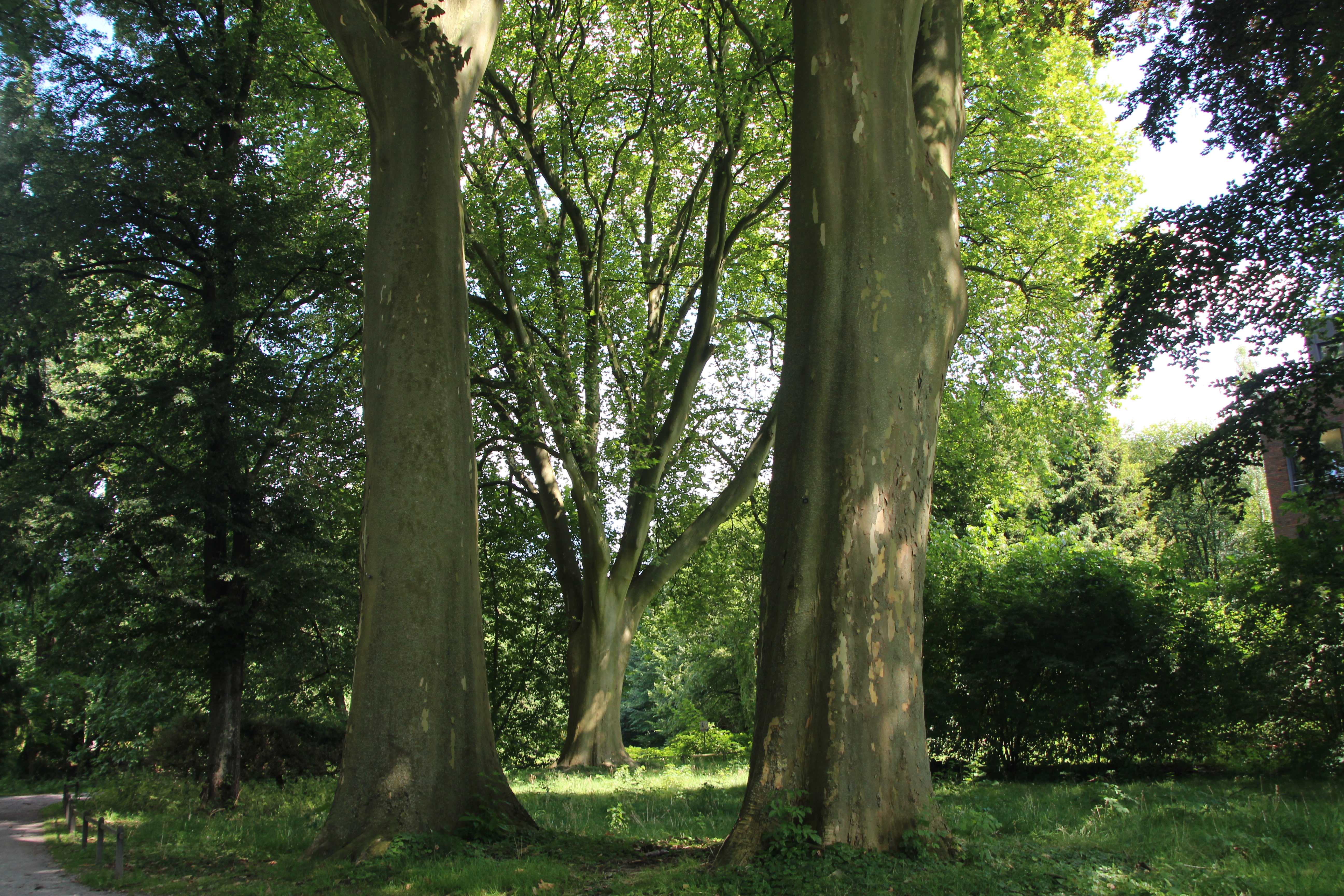 Park Sentmaring mit altem Baumbestand