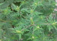 Foto: Amrosie (Ambrosia artemisiifolia)