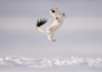 Foto: Jose Manuel Grandío/Wildlife Photographer of the Year